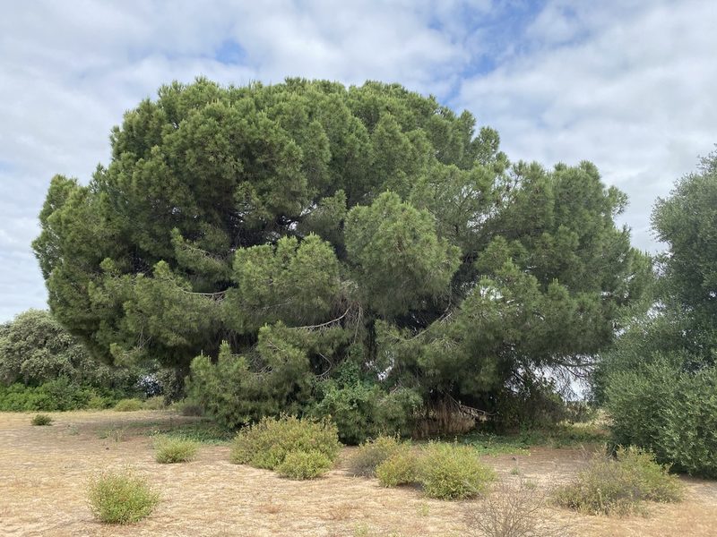 Pinus pinea, photographed by Grete Pasch