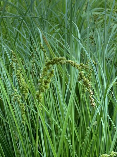 Carex decomposita, photographed by Daniel J. Layton