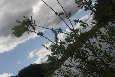 Salix cinerea, photographed by Екатерина Кропочева