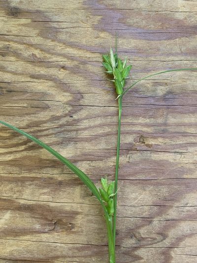 Carex amphibola, photographed by Daniel J. Layton