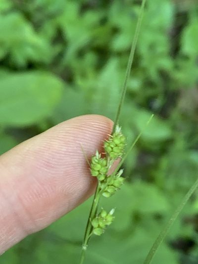 Carex hirsutella, photographed by Daniel J. Layton