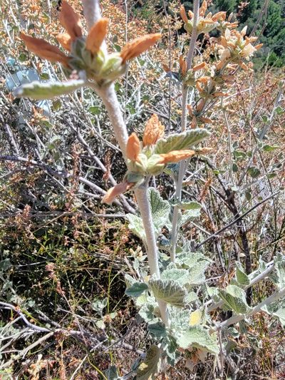 Malacothamnus arcuatus, photographed by Theo Summer