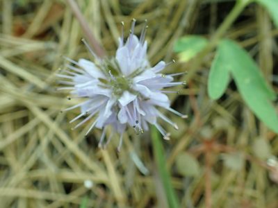 Hydrophyllum capitatum, photographed by James H. Thomas