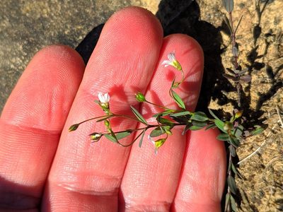 Linum catharticum, photographed by Denys Vynokurov