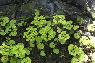 Chrysosplenium alternifolium, photographed by Екатерина Кропочева