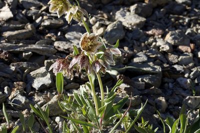 Fritillaria purdyi, photographed by Arvel Hernandez