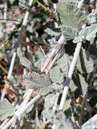 Malacothamnus arcuatus, photographed by Theo Summer