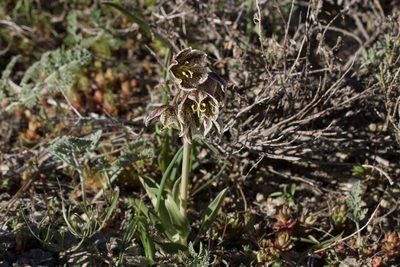 Fritillaria purdyi, photographed by Arvel Hernandez