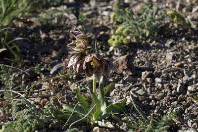 Fritillaria purdyi, photographed by Arvel Hernandez