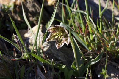 Fritillaria purdyi, photographed by Arvel Hernandez