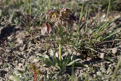 Fritillaria purdyi, photographed by Arvel Hernandez