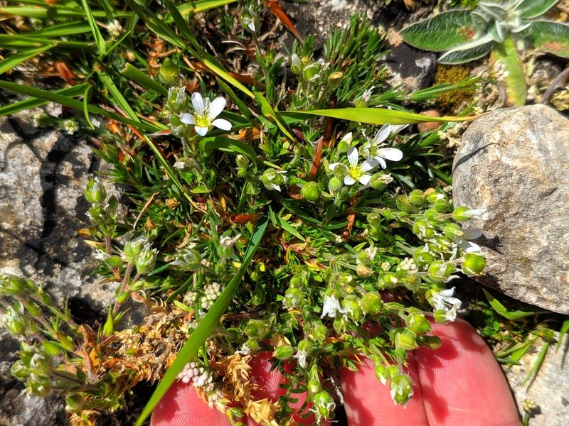Arenaria grandiflora, photographed by Denys Vynokurov