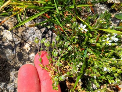 Arenaria grandiflora, photographed by Denys Vynokurov