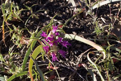 Allium falcifolium