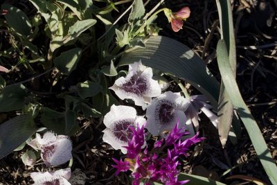 Calochortus tolmiei, photographed by Arvel Hernandez