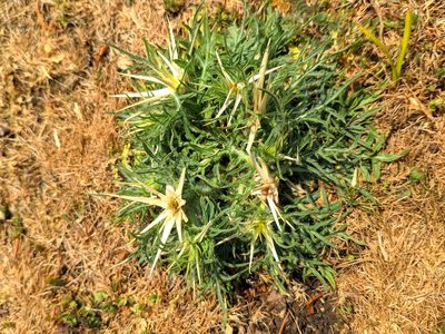 Centaurea calcitrapa, photographed by Denys Vynokurov