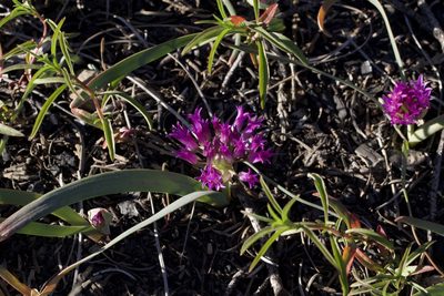 Allium falcifolium, photographed by Arvel Hernandez