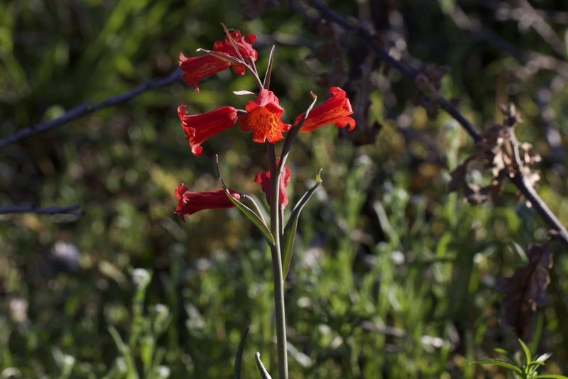 Fritillaria recurva, photographed by Arvel Hernandez