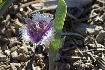 Calochortus coeruleus, photographed by Arvel Hernandez
