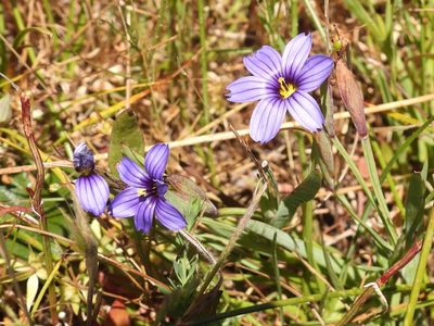 Sisyrinchium bellum, photographed by P Holroyd