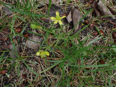 Ranunculus rhomboideus, photographed by Mary Krieger