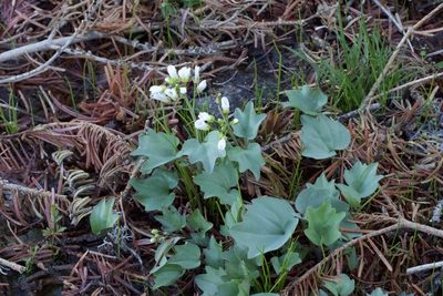 Cardamine pachystigma, photographed by Arvel Hernandez