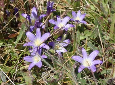 Brodiaea terrestris