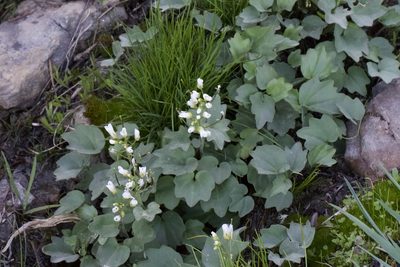Cardamine pachystigma, photographed by Arvel Hernandez
