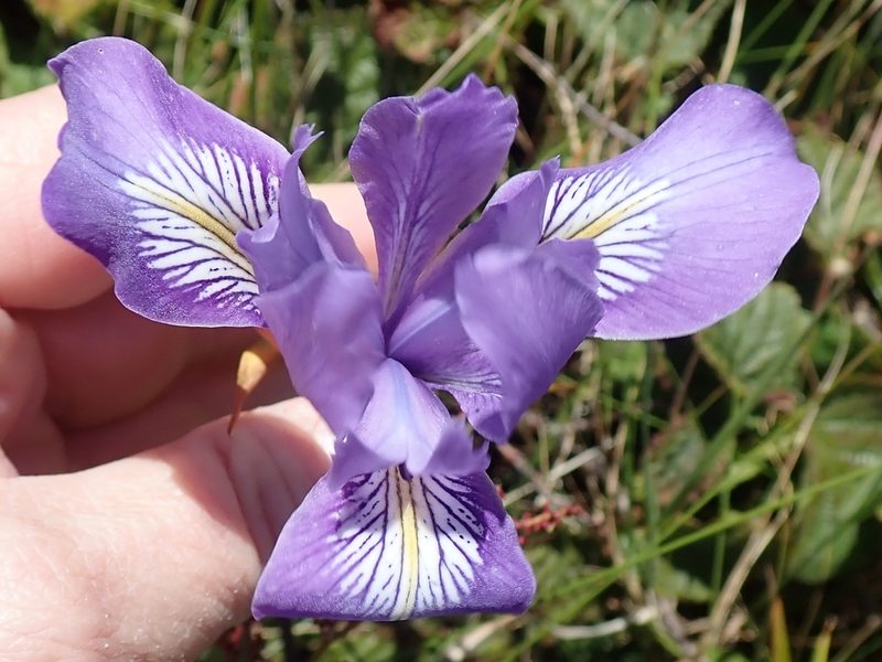 Iris douglasiana, photographed by P Holroyd