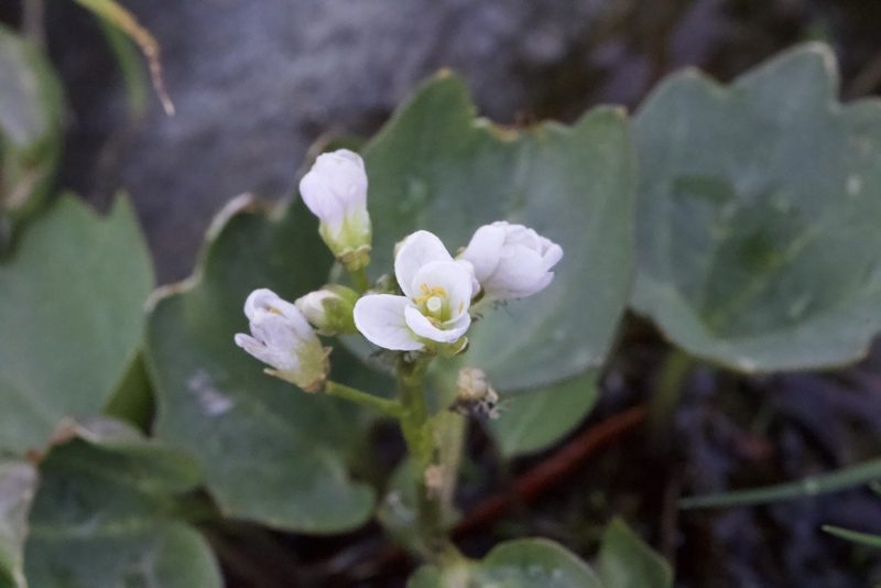 Cardamine pachystigma, photographed by Arvel Hernandez