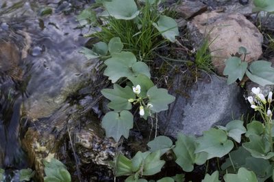 Cardamine pachystigma, photographed by Arvel Hernandez