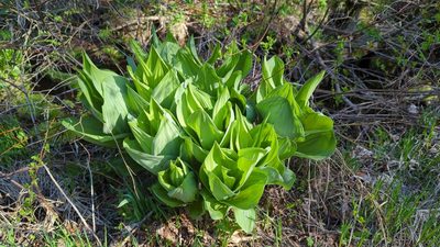 Veratrum californicum, photographed by Alan Rockefeller