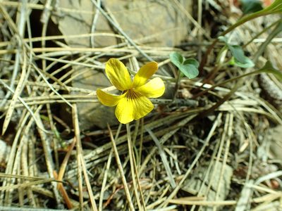 Viola purpurea, photographed by James H. Thomas