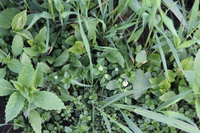 Stellaria media, photographed by Екатерина Кропочева