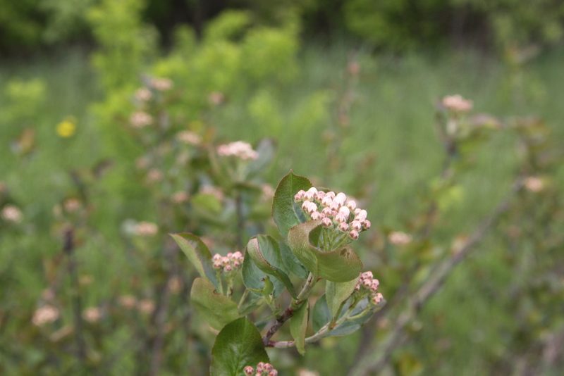 Sorbaronia × fallax, photographed by Екатерина Кропочева