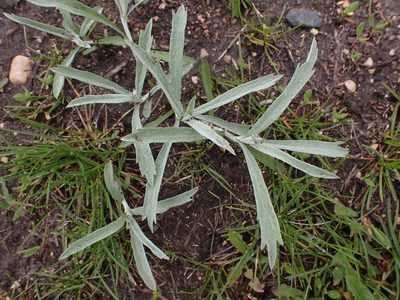 Artemisia ludoviciana