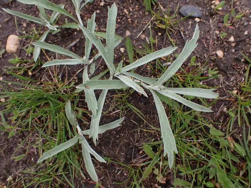 Artemisia ludoviciana, photographed by Mary Krieger