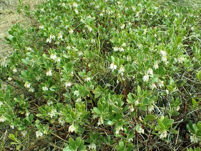 Arctostaphylos nevadensis, photographed by James H. Thomas