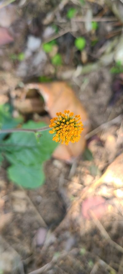 Verbesina alata, photographed by ritirene