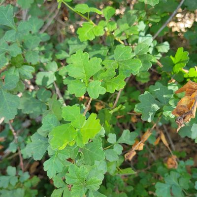 Rhus aromatica, photographed by Dan Horowitz