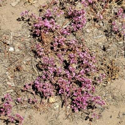 Chorizanthe staticoides, photographed by Dan Horowitz