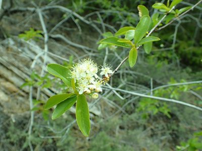 Prunus emarginata, photographed by James H. Thomas