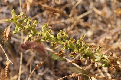 Platanthera michaelii