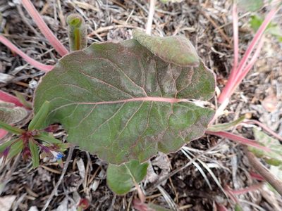 Eriogonum elatum