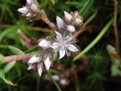 Sedum anglicum, photographed by Carminda Santos