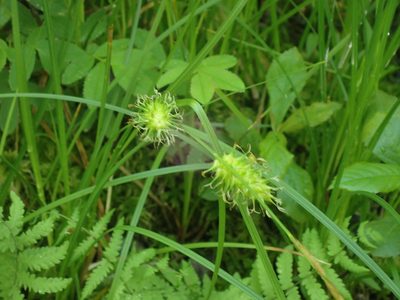 Carex bullata, photographed by John Baur