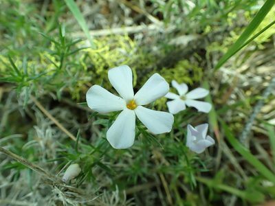 Phlox hoodii, photographed by James H. Thomas