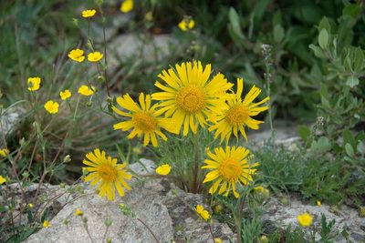 Hymenoxys grandiflora, photographed by Mike Duran