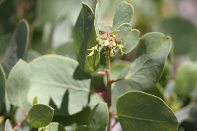 Arctostaphylos glauca, photographed by Nicholas Wei