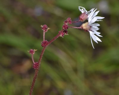 Lithophragma glabrum, photographed by Braden J. Judson